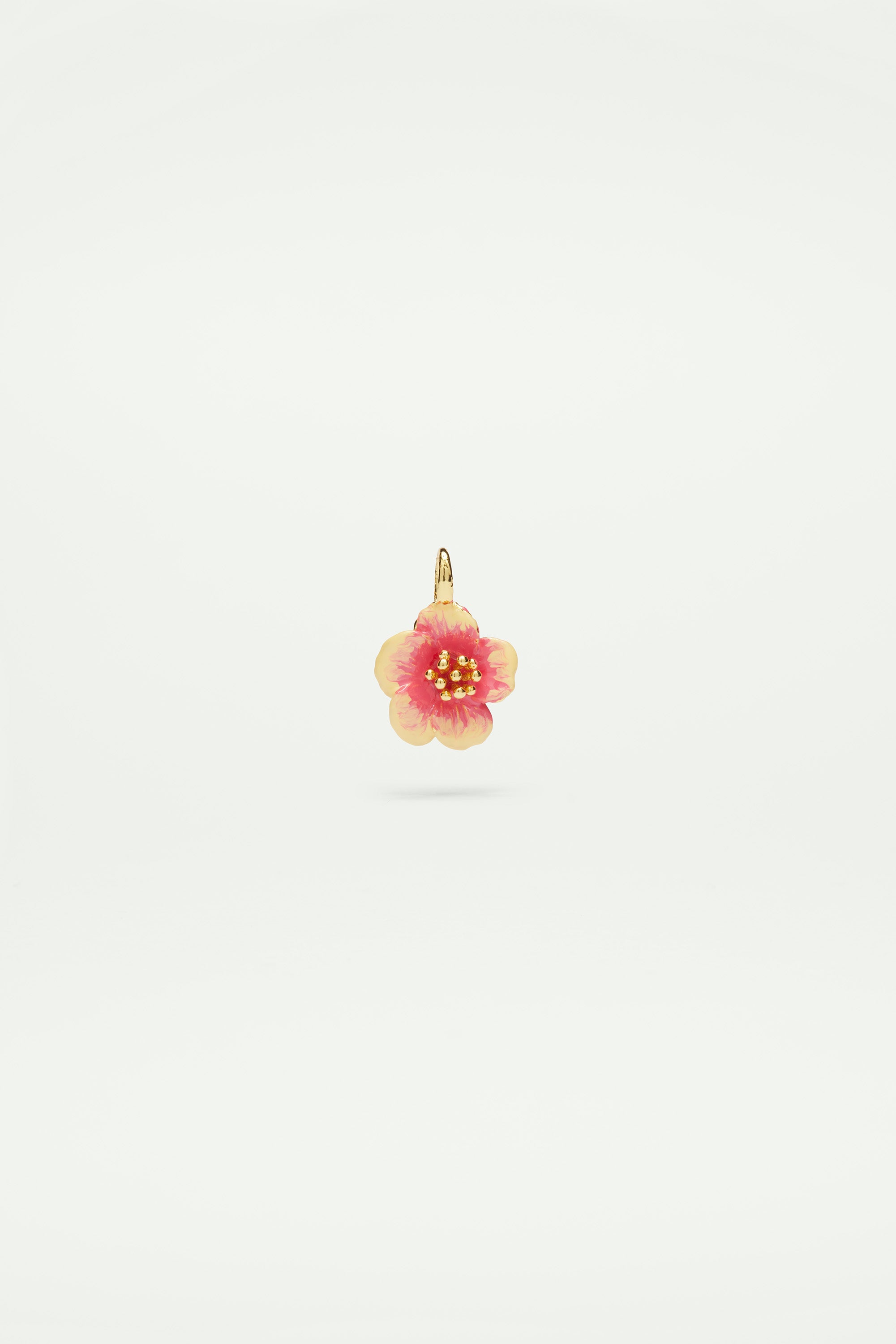 Hibiscus charm