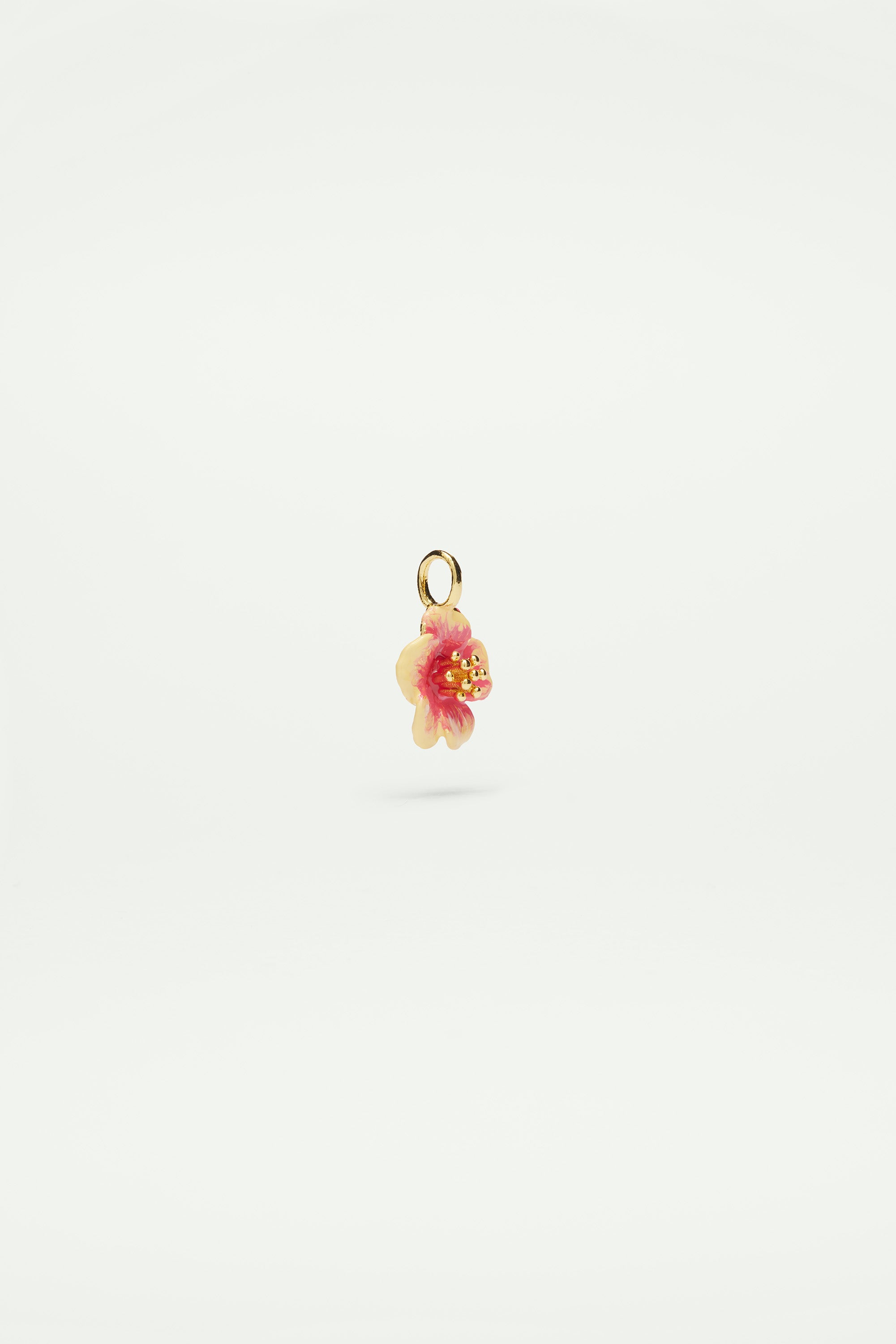 Hibiscus charm